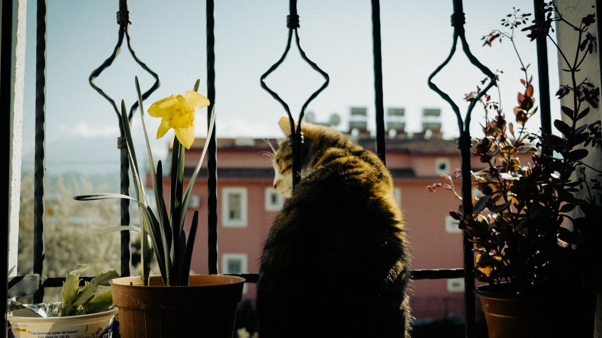 Partir en week-end à l'hôtel sans son chat : combien de temps peut-il rester seul ?